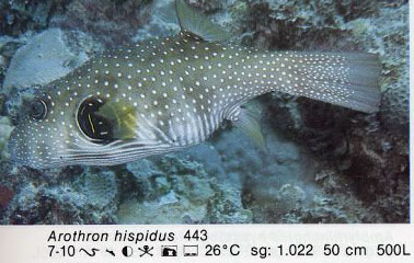 Arothron hispidus